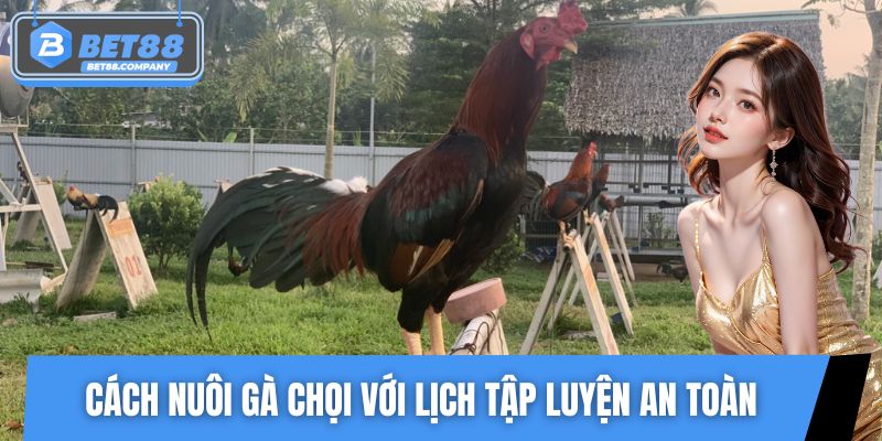 Cách nuôi gà chọi với lịch tập luyện an toàn