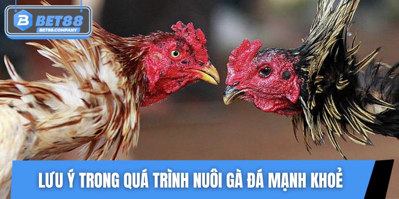 Lưu ý quan trọng trong quá trình nuôi gà đá mạnh khoẻ