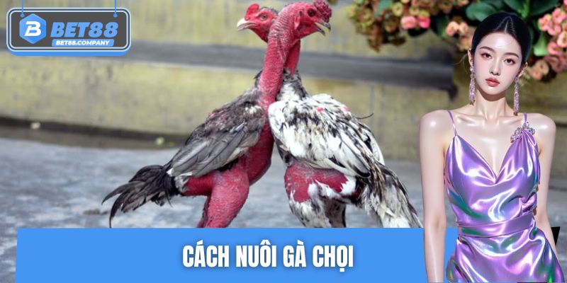 Cách Nuôi Gà Chọi BET88 – Quy Trình Nuôi Chiến Kê Khoẻ Mạnh