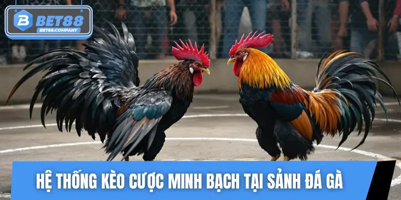 Trải nghiệm ngay các kèo đá gà Hot nhất