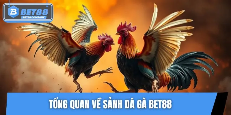 Sơ lược về sân chơi đá gà