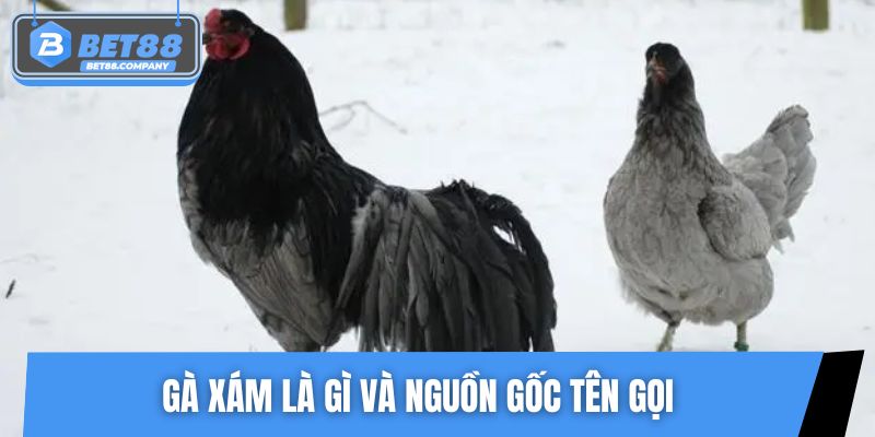 Gà xám là gì và nguồn gốc tên gọi