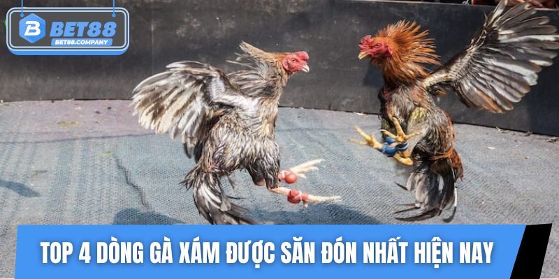 Top 4 dòng gà xám được săn đón nhất hiện nay